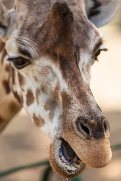 Nuoren kirahvin muotokuva — kuvapankkivalokuva