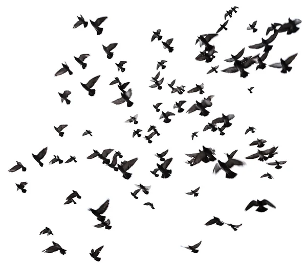 Många fåglar som flyger på himlen — Stockfoto