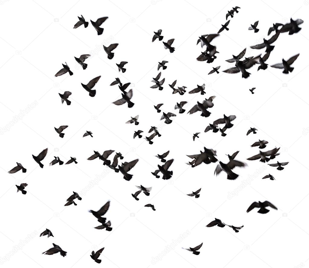 Many birds flying in the sky