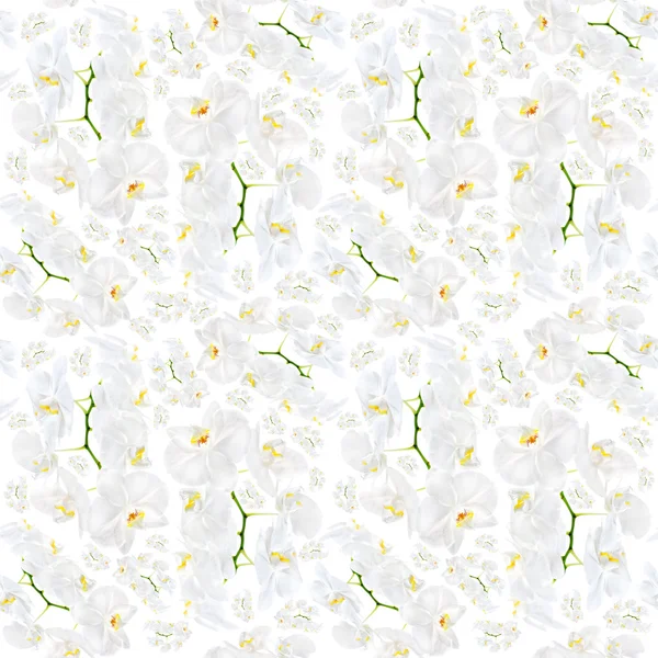 Orchidée blanche motif sans couture — Photo