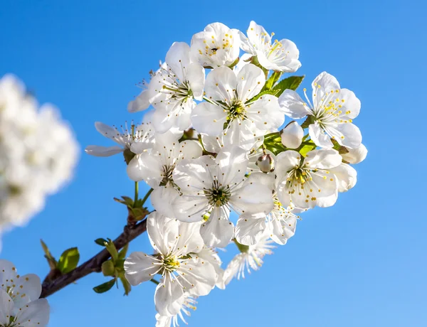 朵朵白花与树 — 图库照片