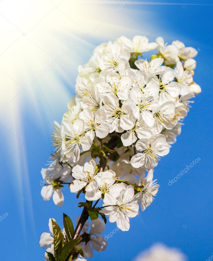 Blossoming tree with white flowers