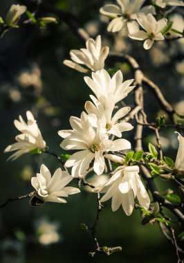 Magnolia kobus. Beyaz çiçeklerle çiçek açan ağaç.