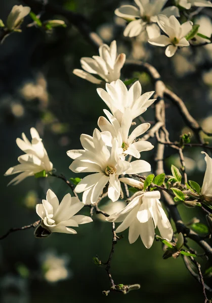 マグノリア・コバス。白い花を咲かせる木 — ストック写真