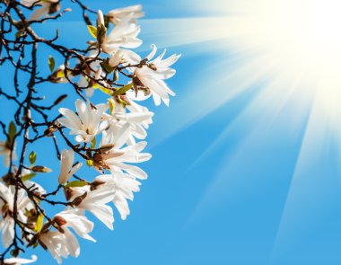 çiçek açan bir manolya ağacı