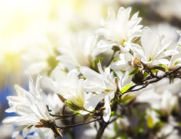 Blooming magnolia tree — Stock Photo, Image