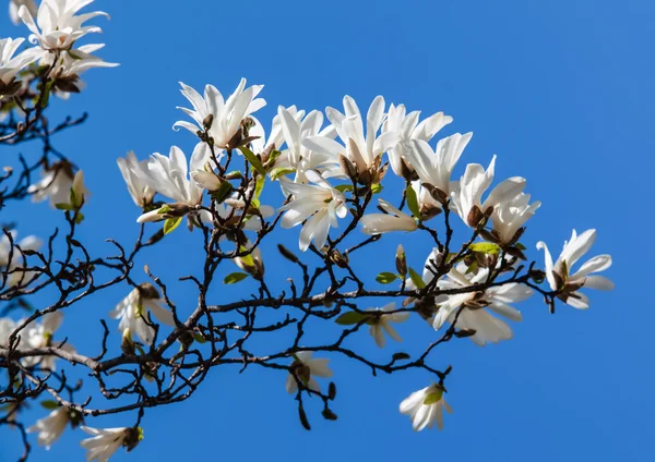 Bloeiende Magnoliaboom — Stockfoto