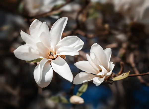 Magnolia en fleurs — Photo