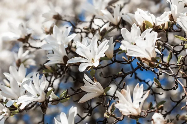 Albero di magnolia in fiore — Foto Stock