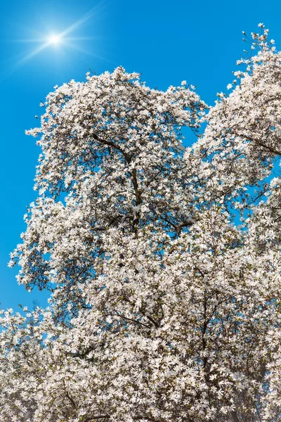 Blooming magnolia tree — Stock Photo, Image