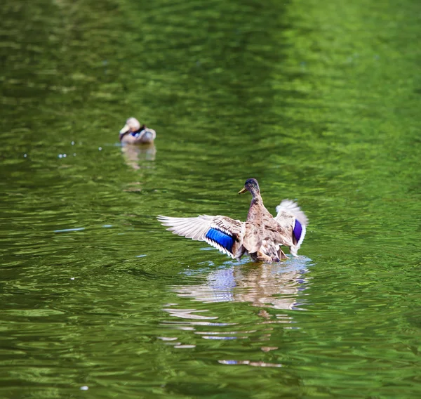 Yaban ördekleri — Stok fotoğraf