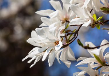 çiçek açan bir manolya ağacı