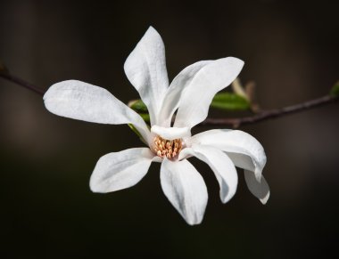 çiçek açan bir manolya ağacı