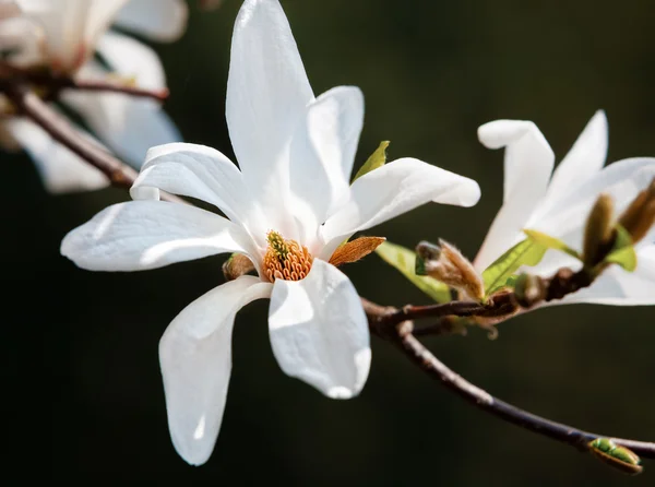 Bloeiende Magnoliaboom — Stockfoto