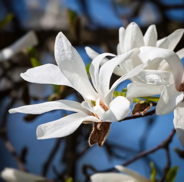 Blooming magnolia tree — Stock Photo, Image