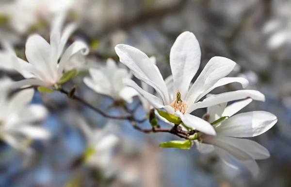 Blooming magnolia tree — Stock Photo, Image