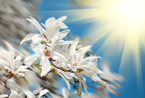 Kvetoucí magnolie strom — Stock fotografie