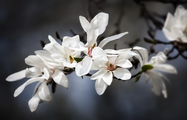 Magnolia en fleurs — Photo