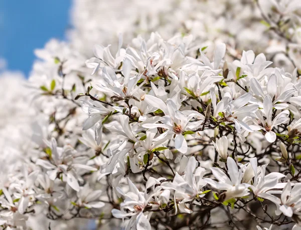 Çiçek açan bir manolya ağacı — Stok fotoğraf