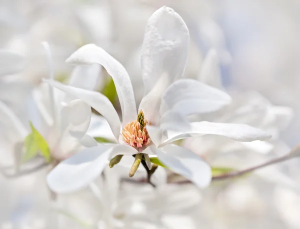Magnolia en fleurs — Photo
