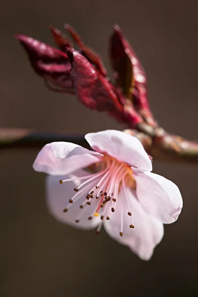 开花的树 — 图库照片