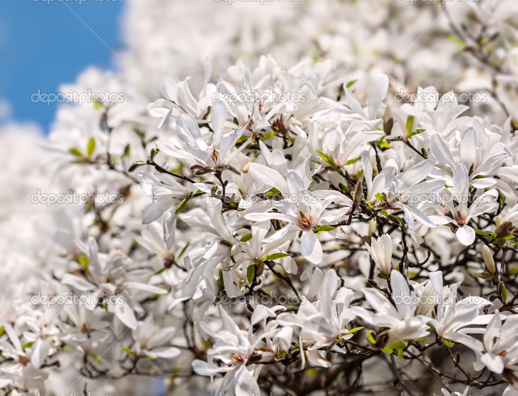 Blooming magnolia tree — Stock Photo © palinchak 42525817