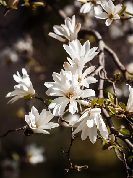 Blooming magnolia tree — Stock Photo, Image