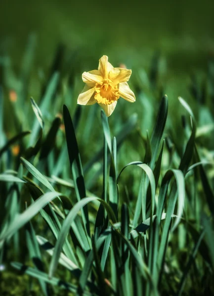 Yellow narcissus — Stock Photo, Image