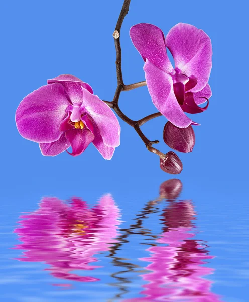 Růžová orchidej — Stock fotografie