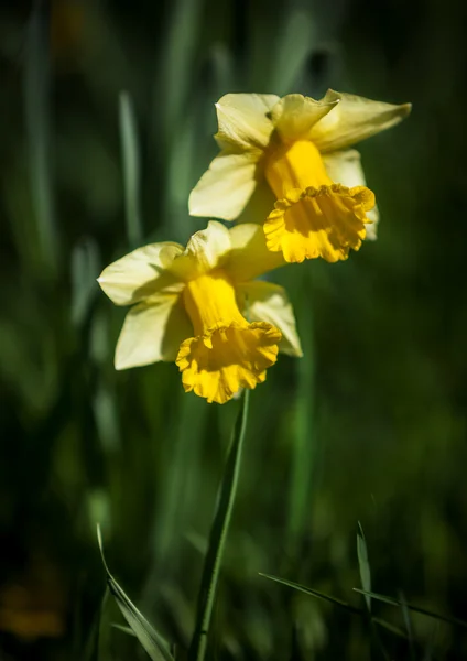 Two yellow narcissus — Stock Photo, Image
