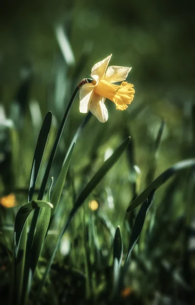 Yellow narcissus — Stock Photo, Image