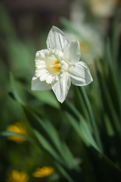 White narcissus — Stock Photo, Image