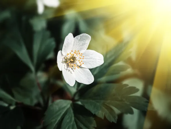 Anemone sylvestris. Primeiras flores de primavera — Fotografia de Stock