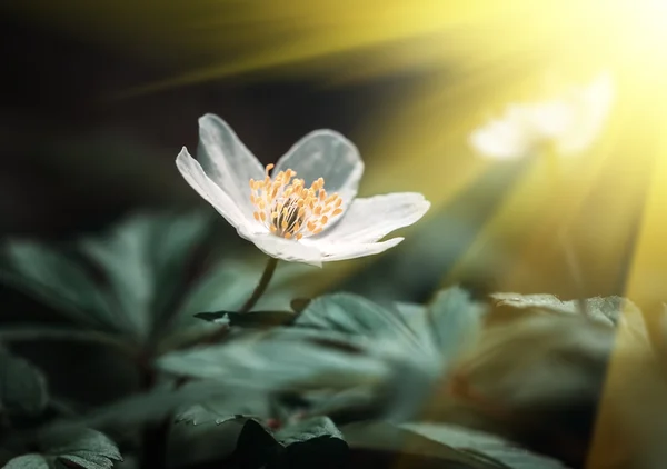 Anemone heceleme. İlk bahar çiçekleri — Stok fotoğraf