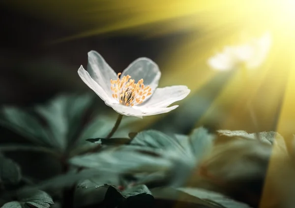 Anemone sylvestris. Erste Frühlingsblumen — Stockfoto