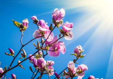 Manolya çiçek çiçek