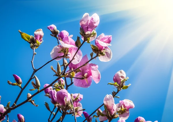 Bloei van magnolia bloemen — Stockfoto