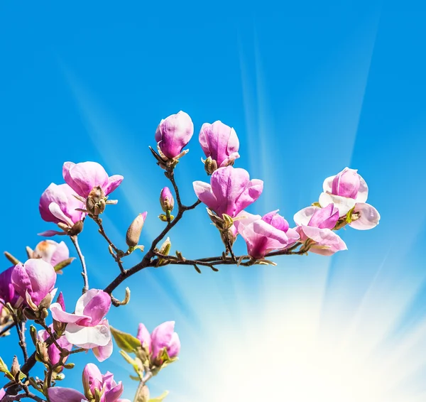 Blossoming of magnolia flowers — Stock Photo, Image