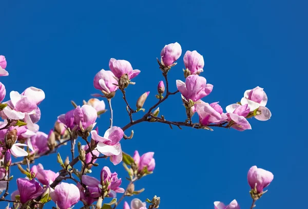 Blossoming of magnolia flowers — Stock fotografie