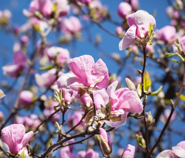 Blossoming of magnolia flowers — 图库照片