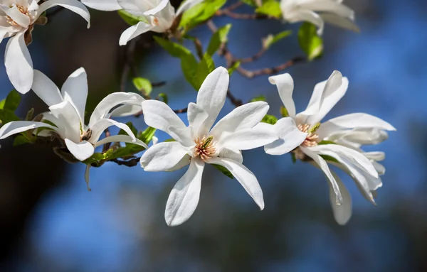 Magnolia — Stock Photo, Image