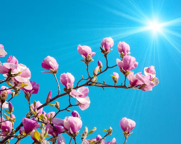 Blossoming of magnolia flowers — Stock Photo, Image