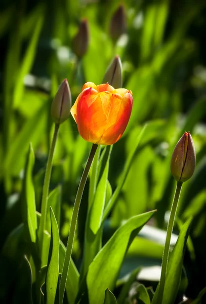 Rode tulip — Stockfoto