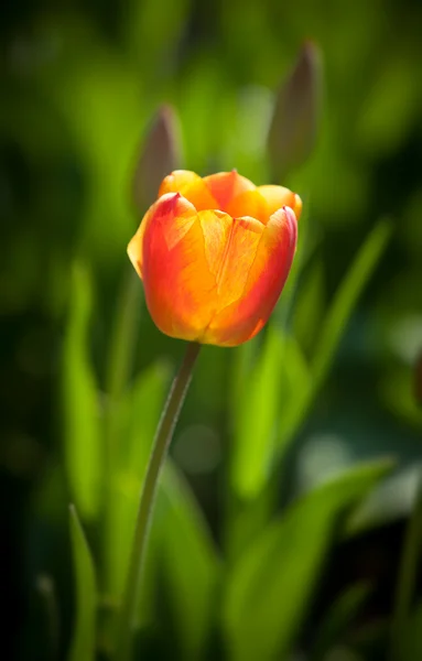 Červený Tulipán — Stock fotografie