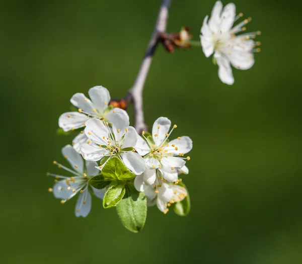 Voorjaarsbloemen — Stockfoto