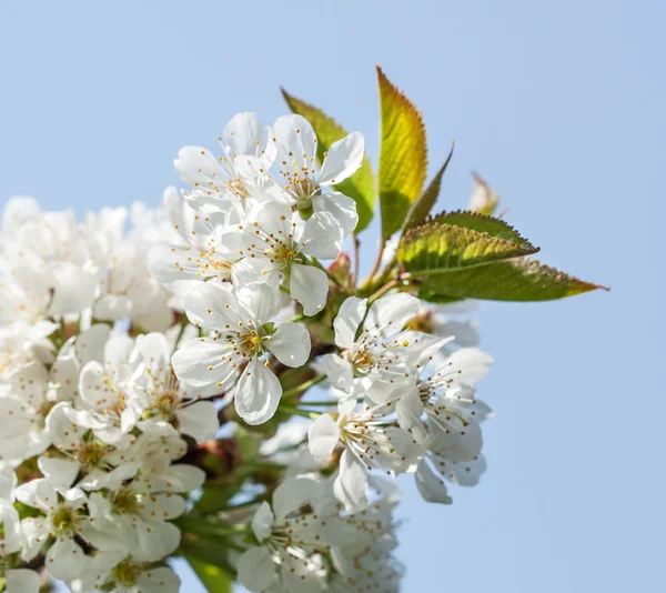 Spring flowers — Stock Photo, Image