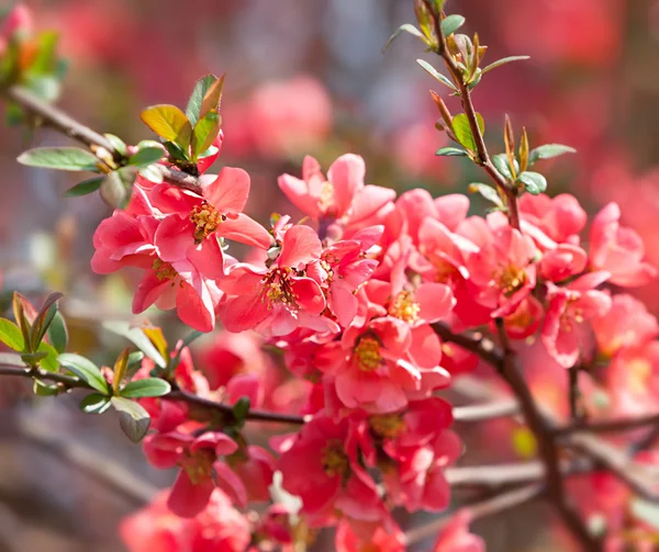 Red flowering Quince — Stock Photo, Image