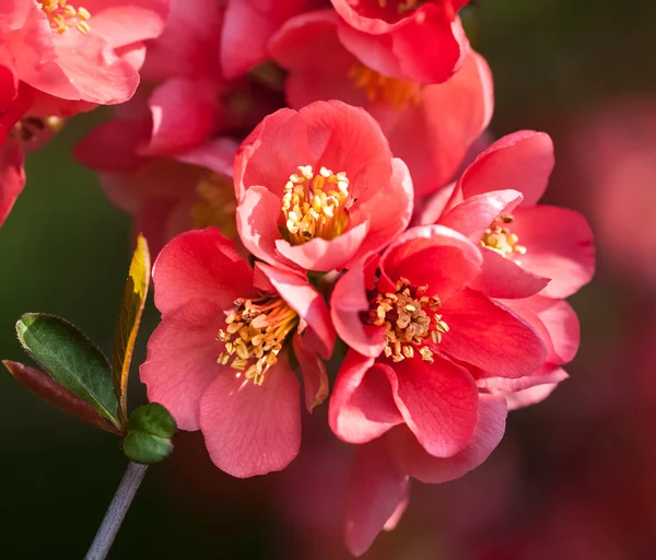 Membrillo rojo de floración —  Fotos de Stock