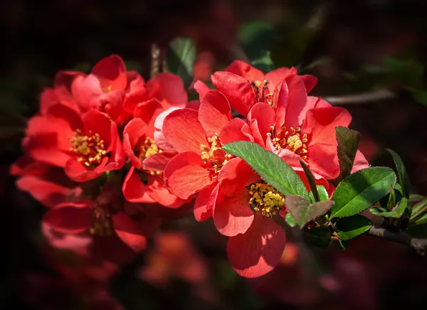 Red flowering Quince — Stock Photo, Image