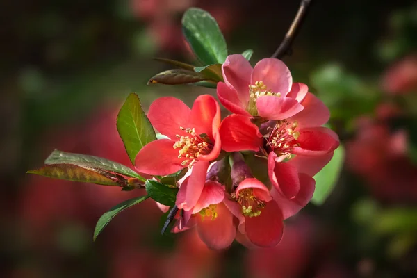 Red flowering Quince — Stock Photo, Image